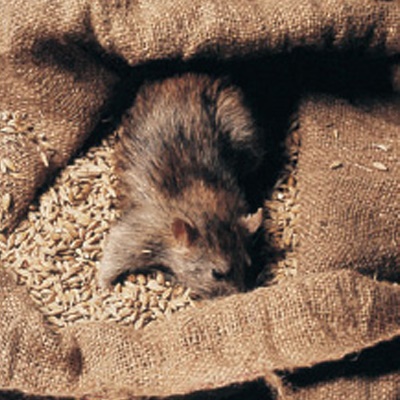 commericial-pest-advice-rat-in-grain commericial-pest-advice-rat-in-grain